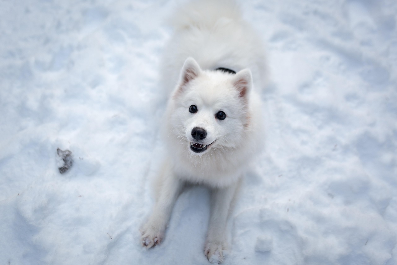 How to Choose the Right Grooming Brushes for Different Breeds